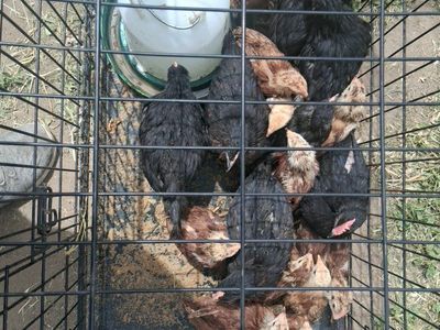 Rhode Island Red and RIR Cross Chicks
