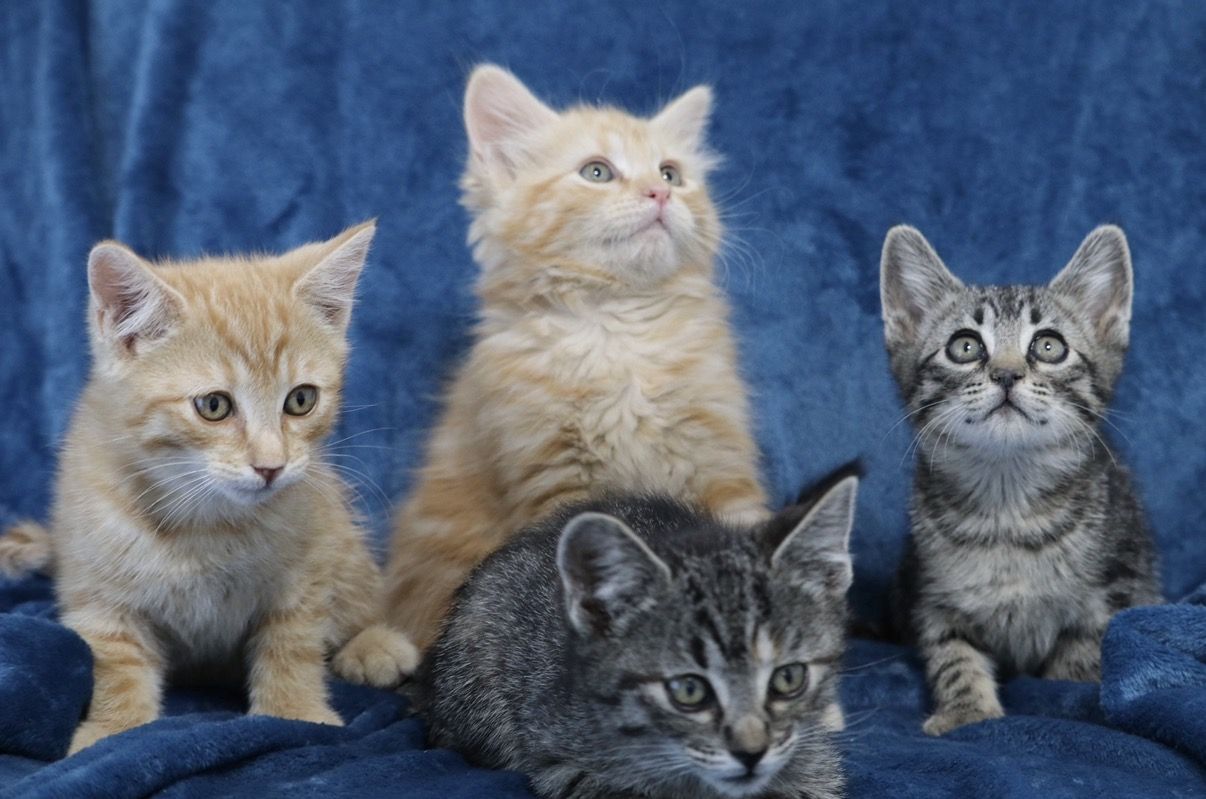 Cuddly kittens
