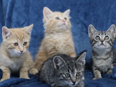 Cuddly kittens