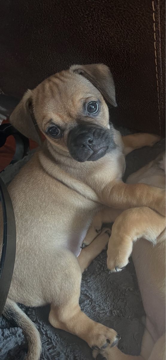 Chug Puppy