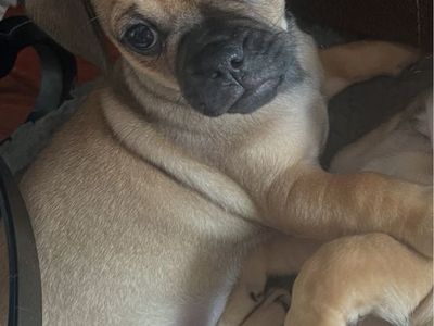 Chug Puppy