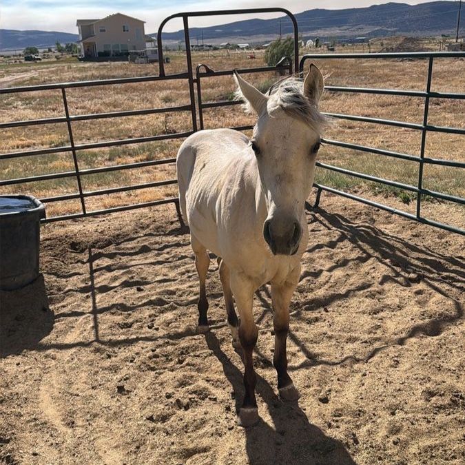 AQHA Buckskin yearling
