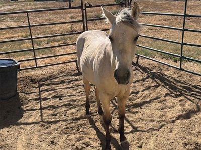 AQHA Buckskin yearling