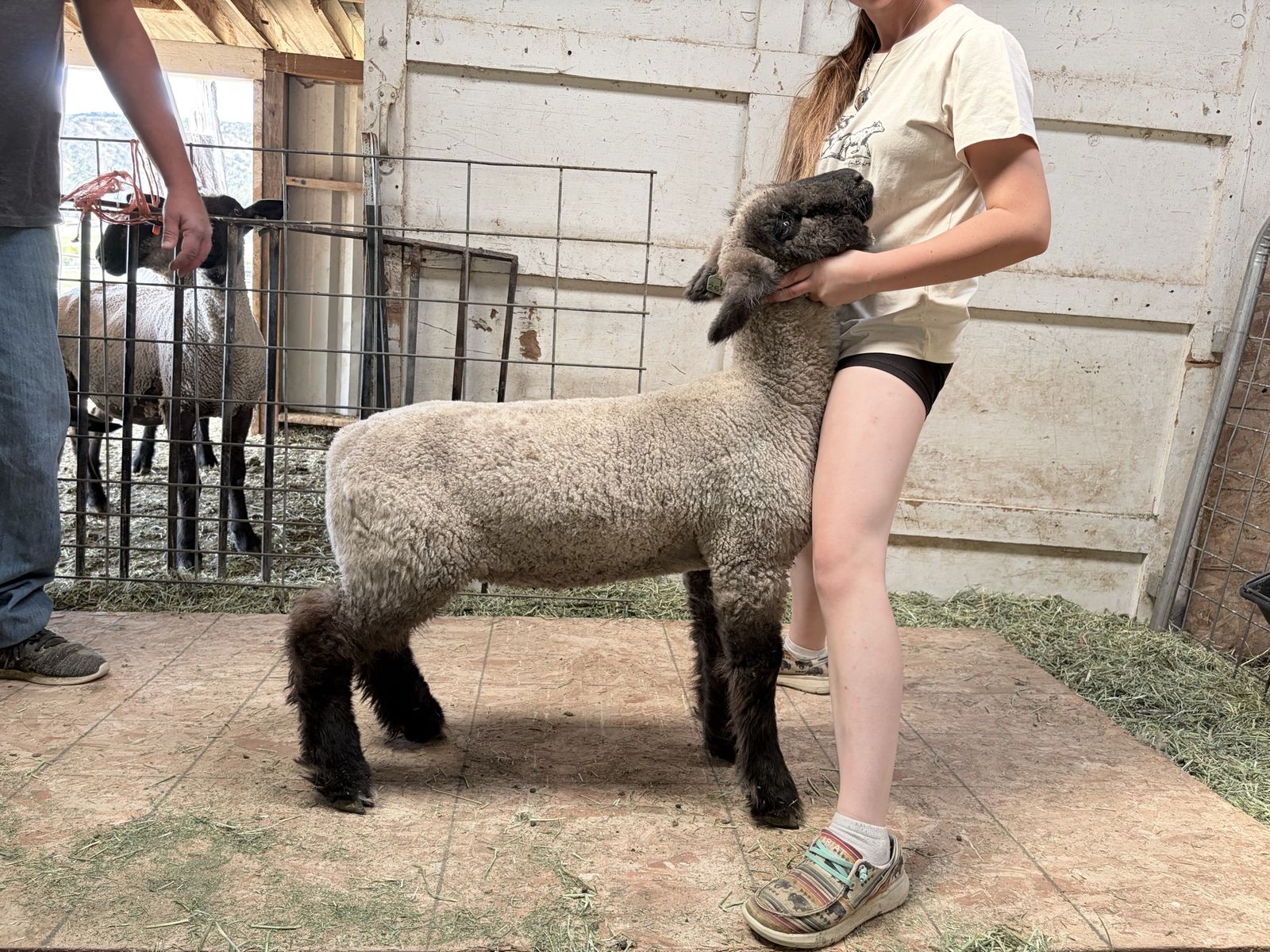 Show Lambs
