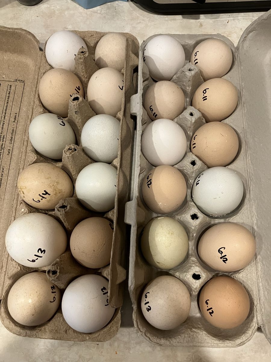Farm Fresh Free Range Eggs