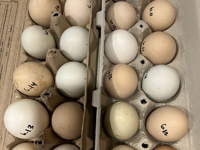 Farm Fresh Free Range Eggs