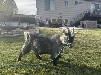 Weathered Pygmy Goat
