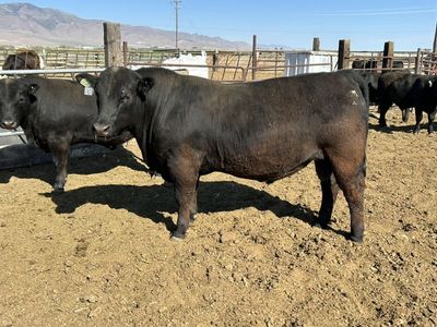 Angus Bulls