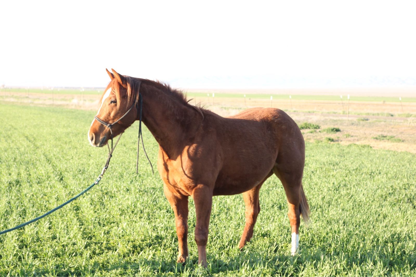 AQHA 2 year old gelding