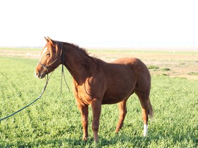 AQHA 2 year old gelding