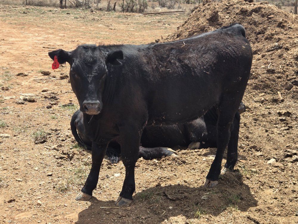 Black Angus Heifer yearling born April 2025