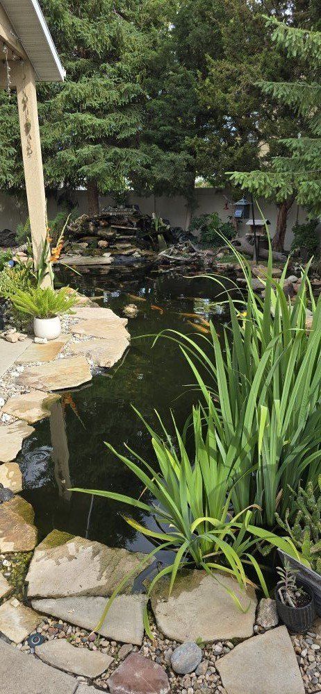 wanted: painted turtles