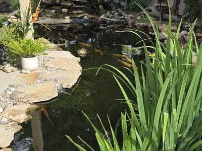 wanted: painted turtles