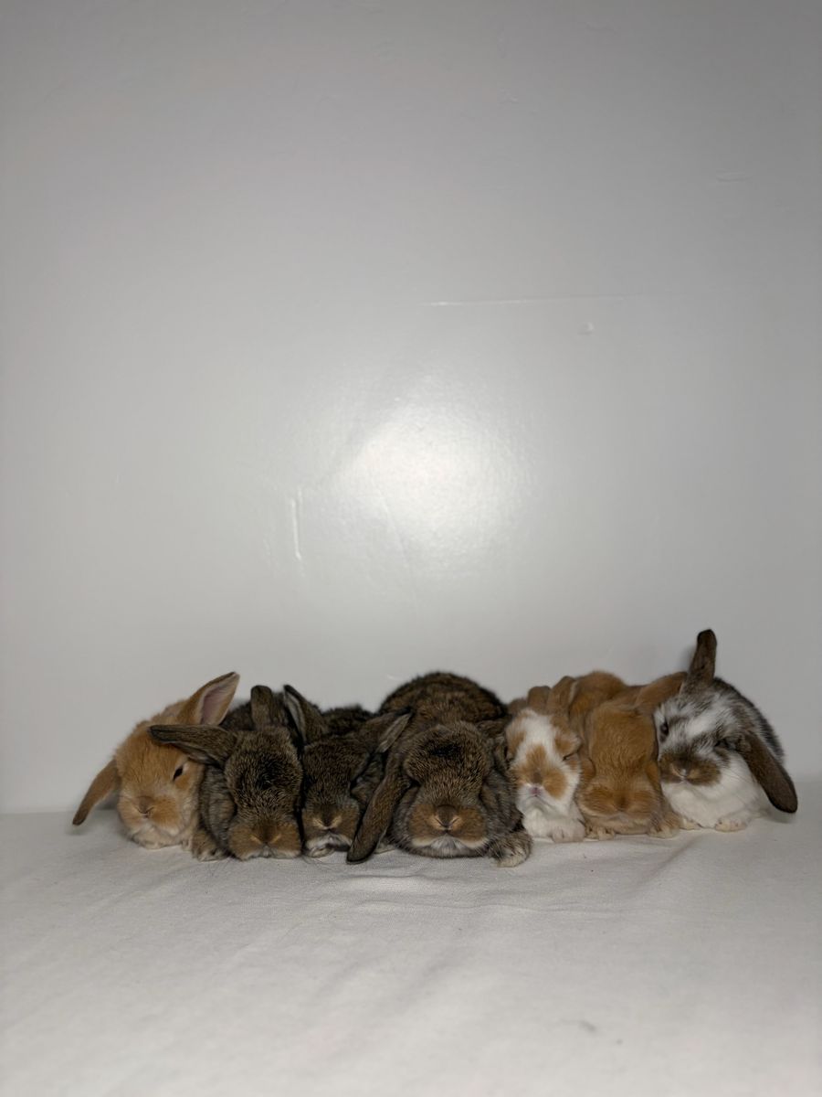 French Lops *4 Left*