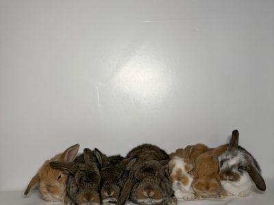 French Lops *4 Left*