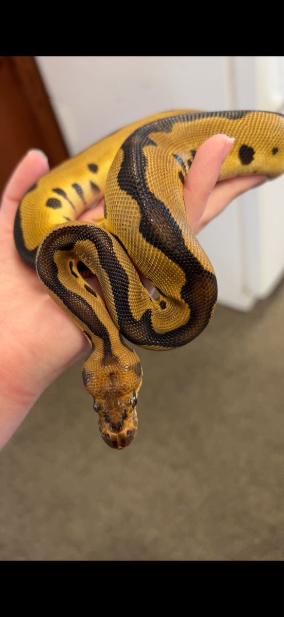 Clown Ball Python with 75-Gallon Enclosure and Setup