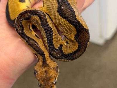Clown Ball Python with 75-Gallon Enclosure and Setup