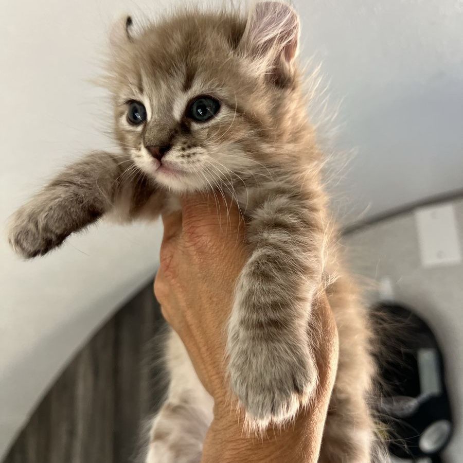 Highlander Kittens