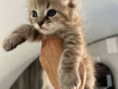 Highlander Kittens