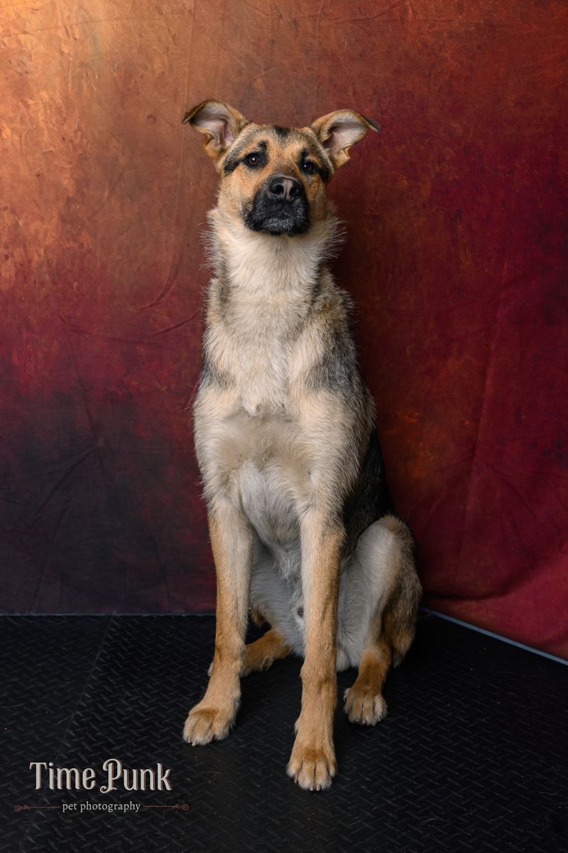 A159495 Broski is Available for Adoption!