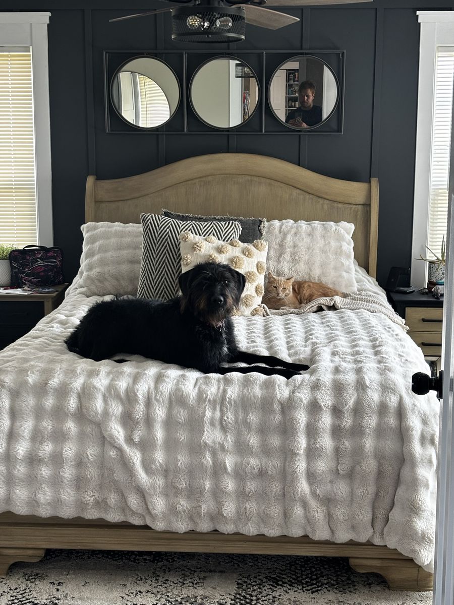 German Wirehair 8 month old