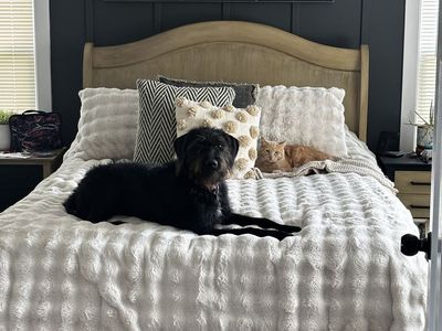 German Wirehair 8 month old