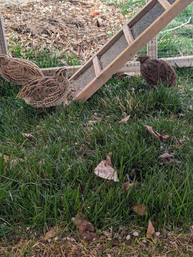 quails plus incubator plus feed