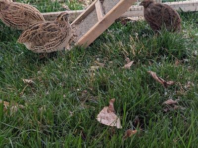 quails plus incubator plus feed