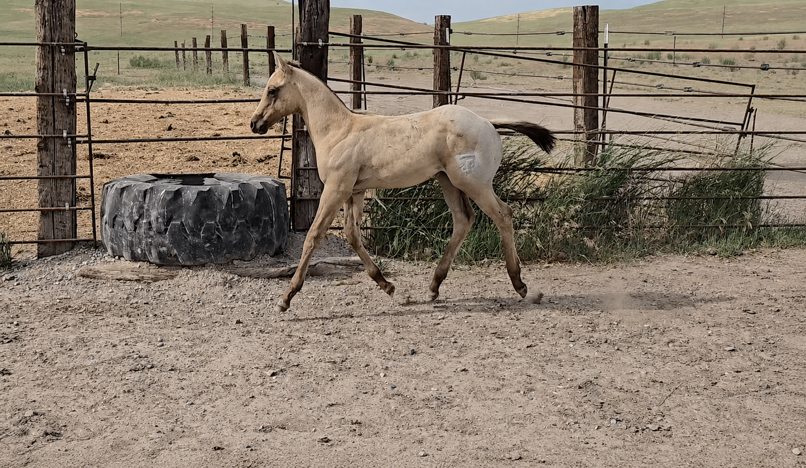 AQHA Buckskin Stud Colt