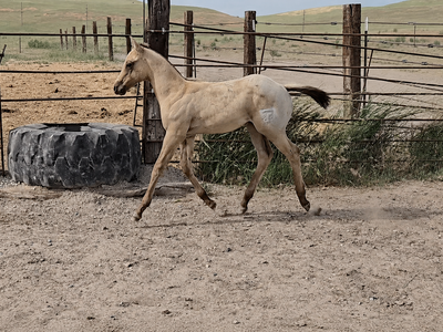 AQHA Buckskin Stud Colt