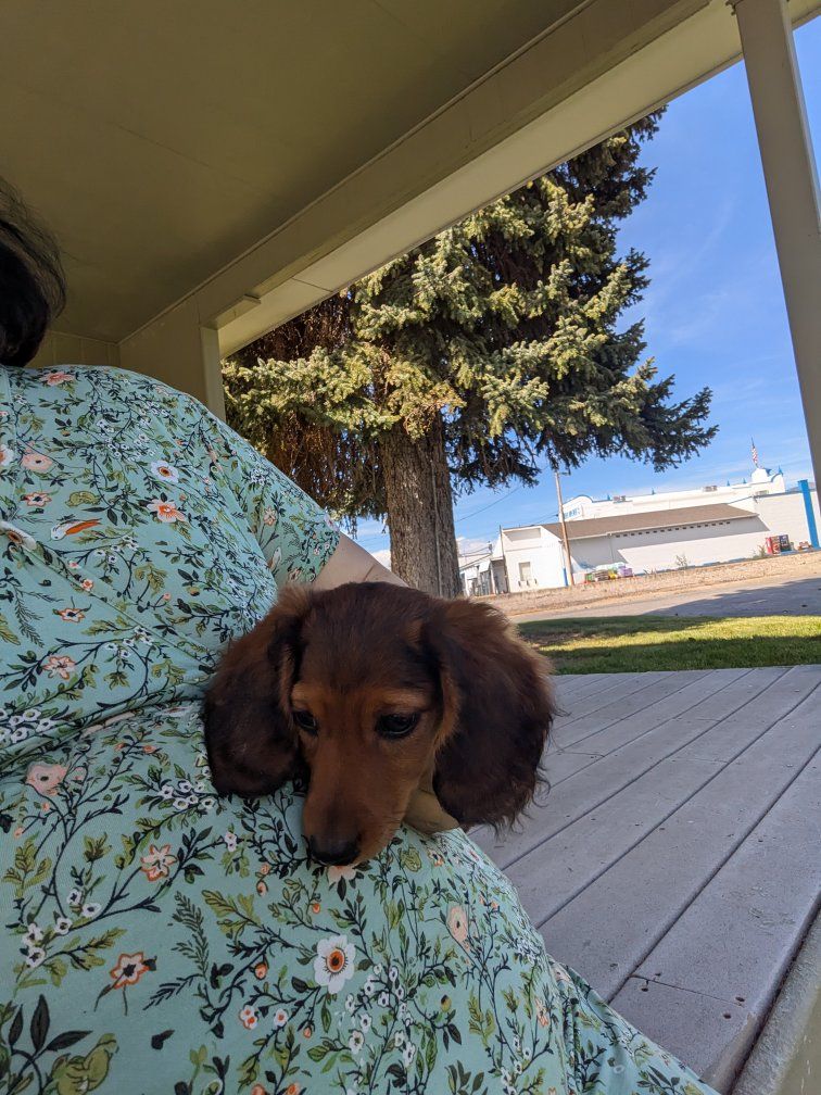 Purebred Miniature Dachshund Puppy