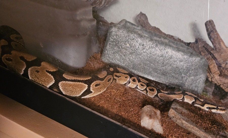 Ball Python
