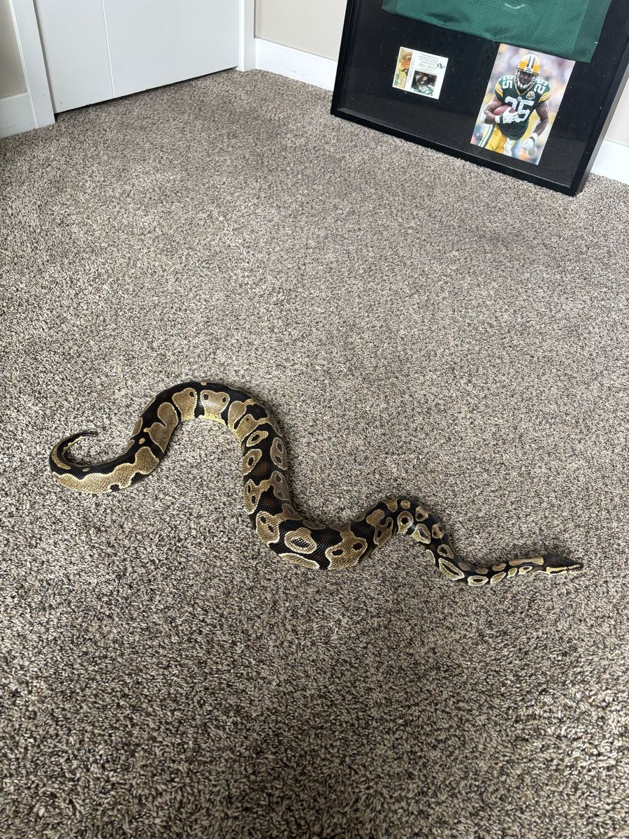 Ball Python - Healthy & Active Pet Snake