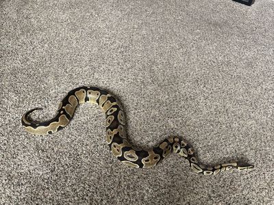 Ball Python - Healthy & Active Pet Snake
