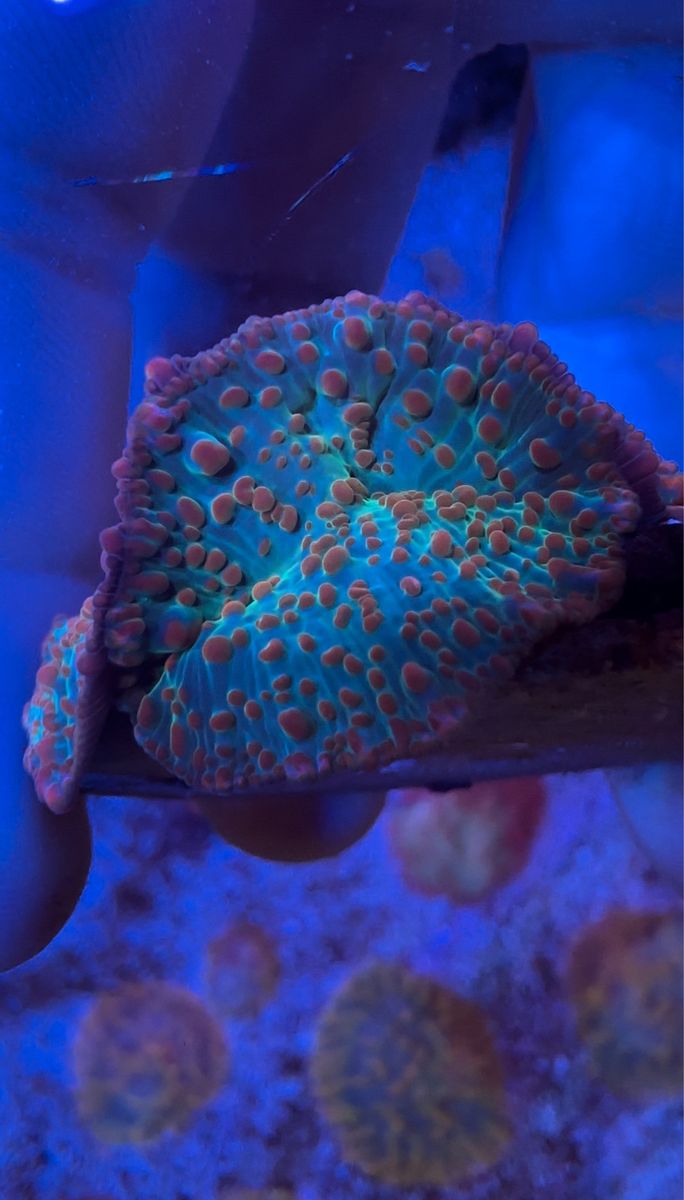 CB Bubble Yum Bounce Mushroom