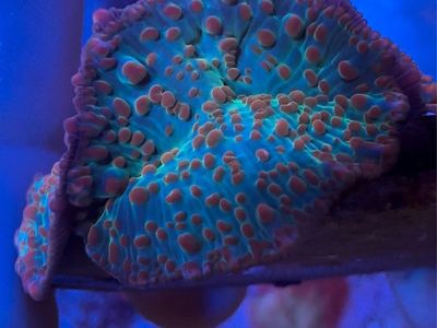 CB Bubble Yum Bounce Mushroom