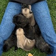 AKC Registration Mastiff Puppies Brindles & Fawns 