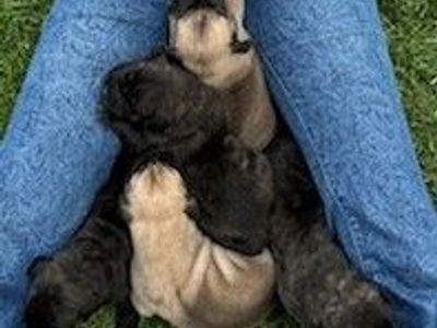 AKC Registration Mastiff Puppies Brindles & Fawns