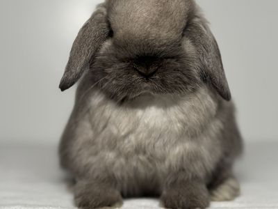 Holland Lop Buck.