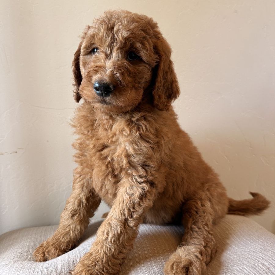 F1 Goldendoodle Puppies - Deep Red
