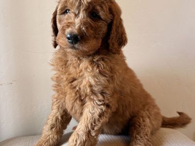 F1 Goldendoodle Puppies - Deep Red