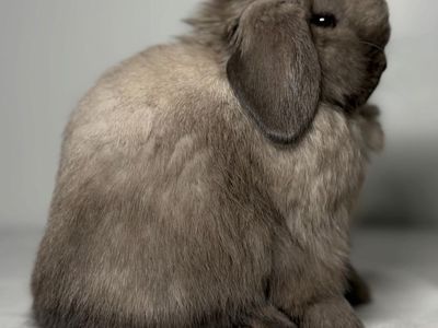 Holland Lop