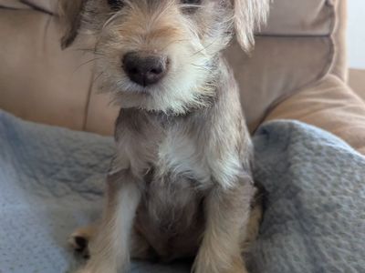 AKC Mini Schnauzer Puppies