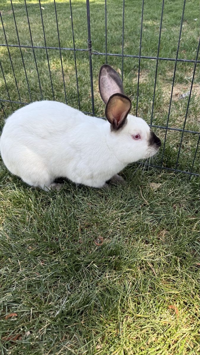 Proven Californian Rabbit Breeding Pair – Doe & Buck