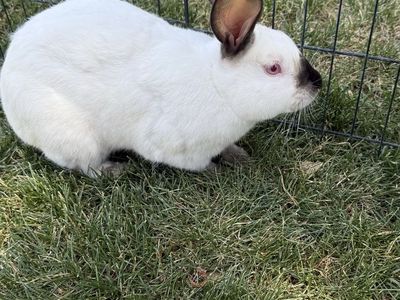 Proven Californian Rabbit Breeding Pair – Doe & Buck