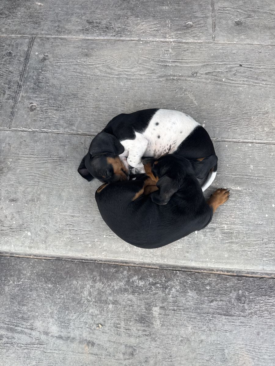 Mini dachshund