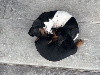 Mini dachshund