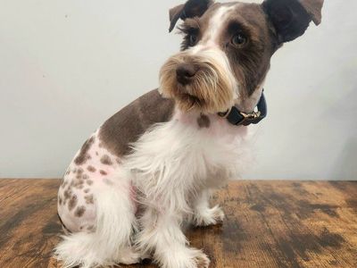 Toy Schnauzer Male