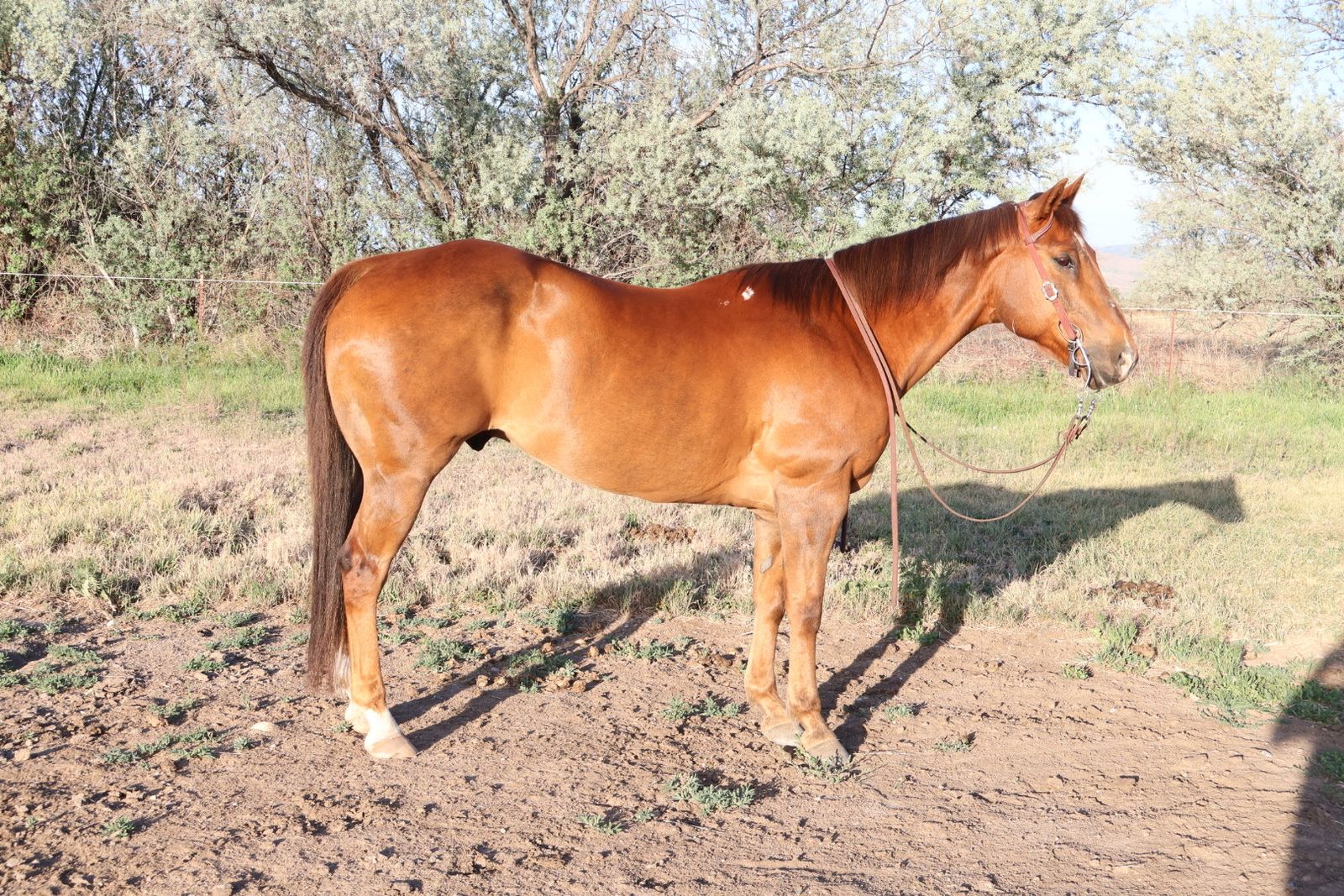 Sorrel grade gelding started heel/barrel/poles