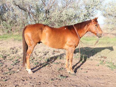 Sorrel grade gelding started heel/barrel/poles